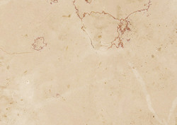 Rosa San Marco
