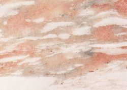 Rosa Norvegia