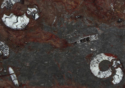Gran Fossil